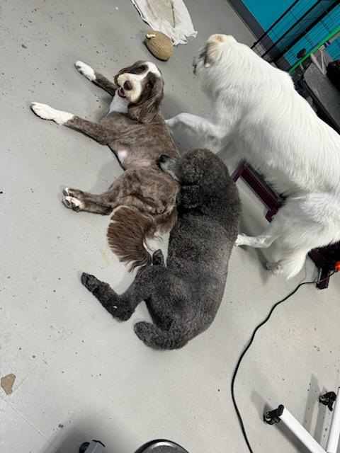 Lakewood Ranch Full Haircut Service