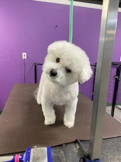 Geriatric Groom Sarasota