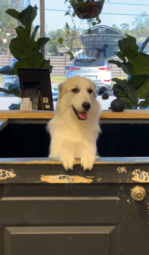 Full Haircut Service Sarasota