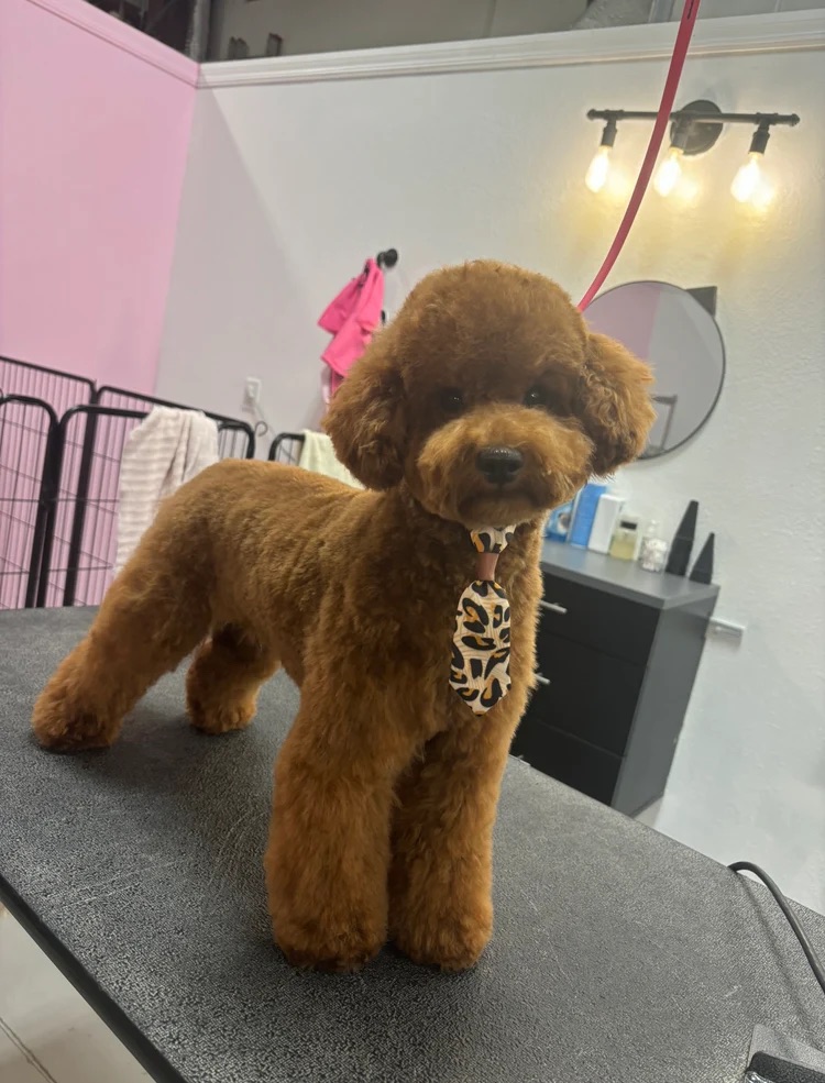 Full Haircut Service Sarasota