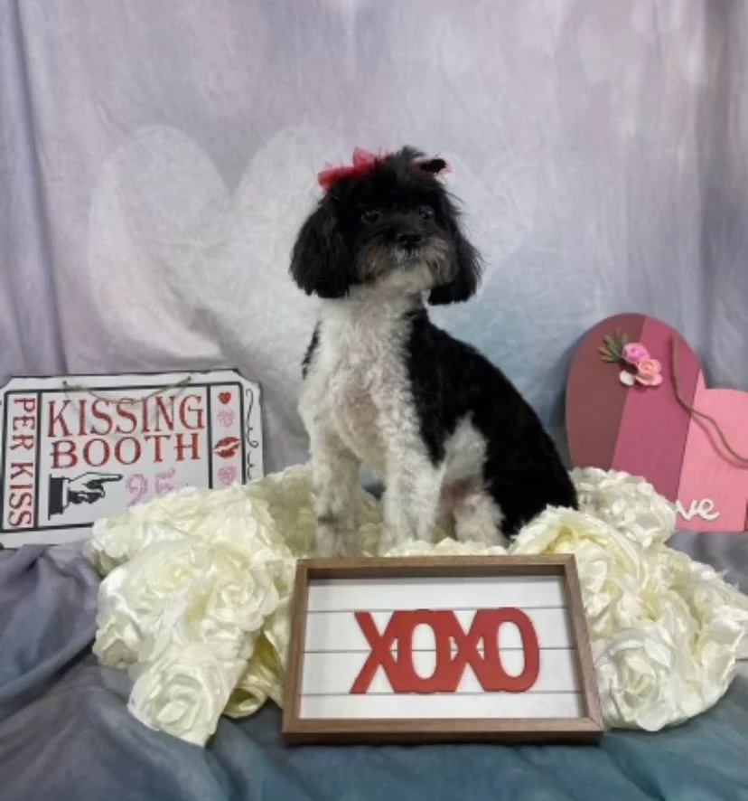 Full Haircut Service Sarasota