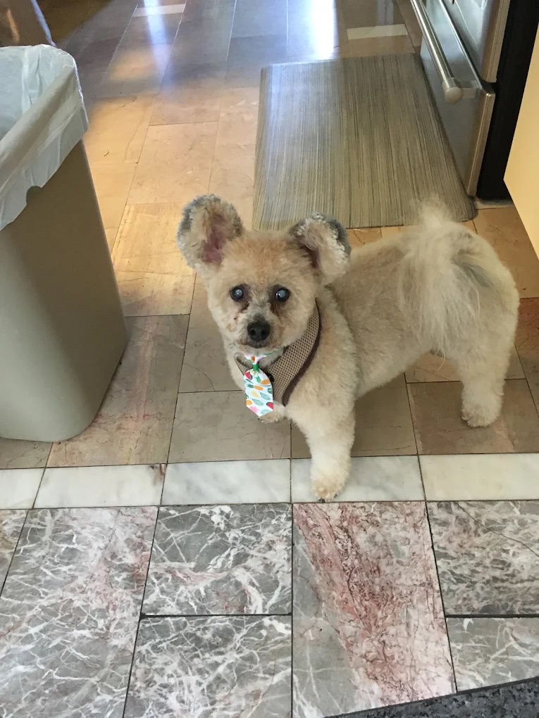 South Sarasota Full Haircut Service