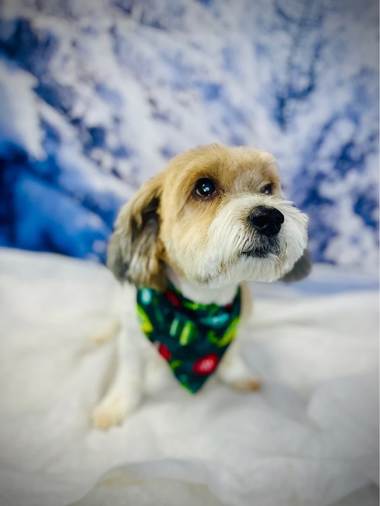 Siesta Key Bath & De-Shed