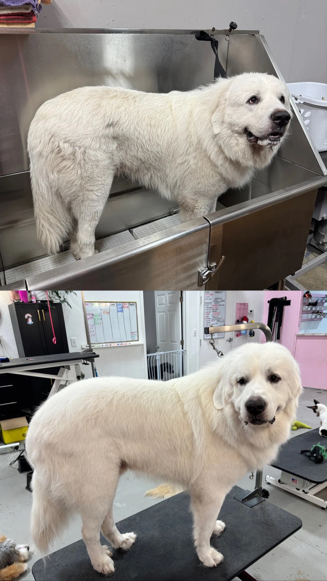 Dog Grooming Sarasota