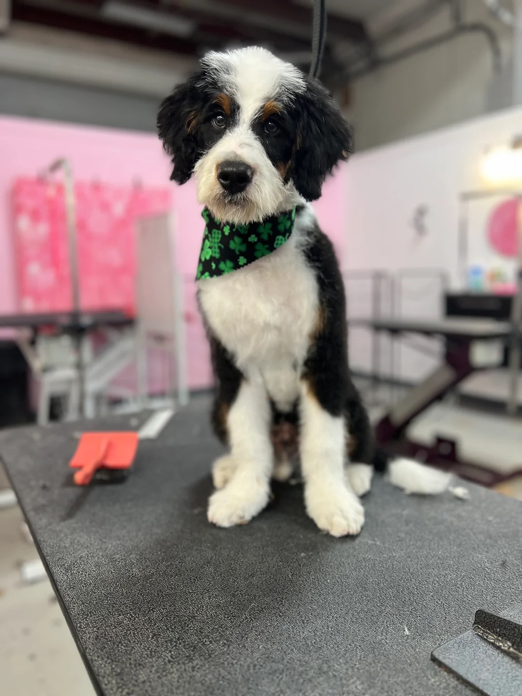 Fruitville Full Haircut Service