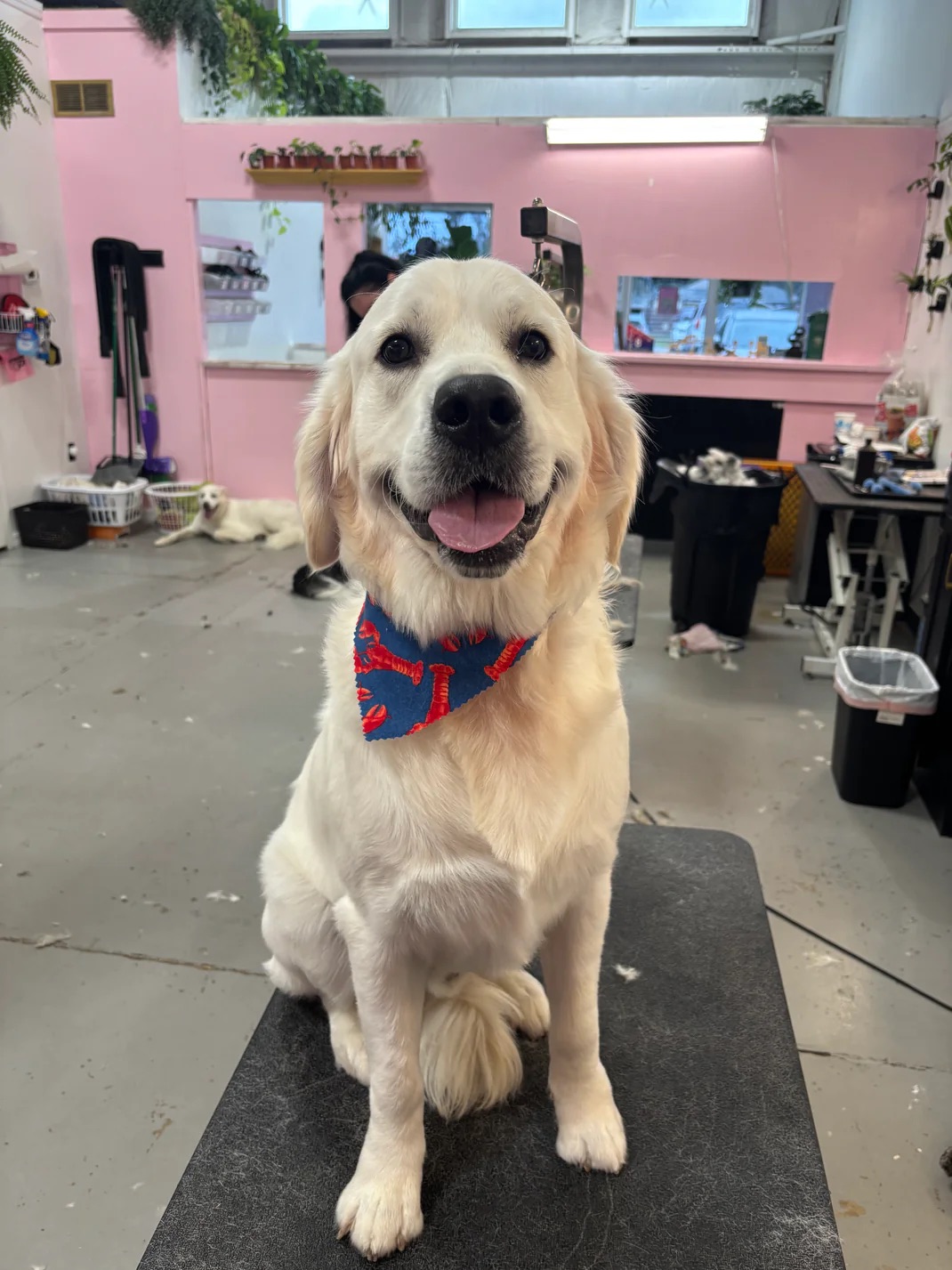 Osprey Full Haircut Service