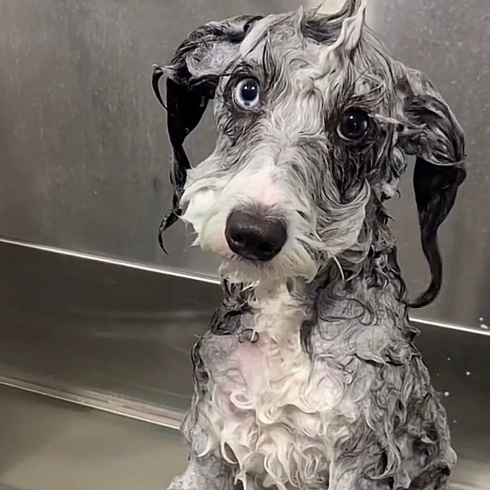 Bath & De-Shed in Sarasota