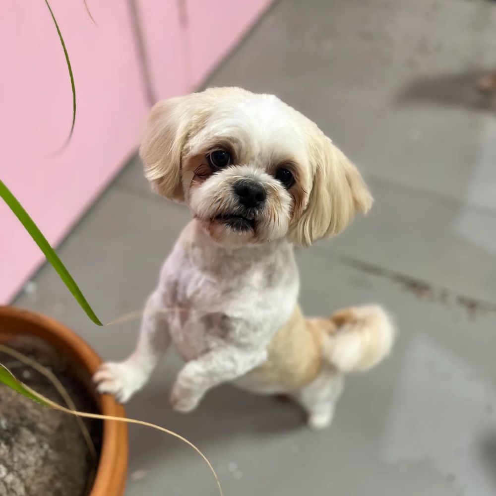 Geriatric Groom in Sarasota
