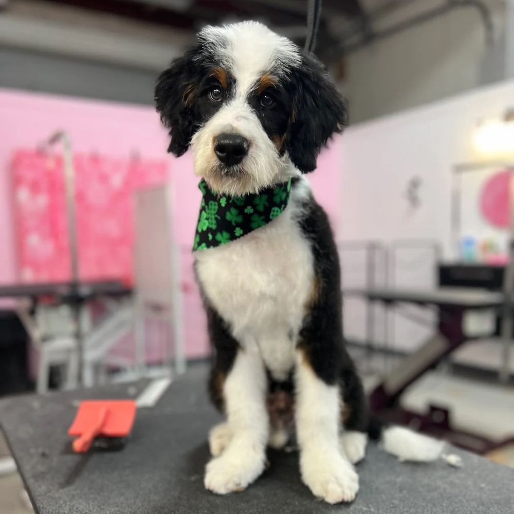 {{ custom_values.service_1 }} in {{custom_values.biz_area_1})