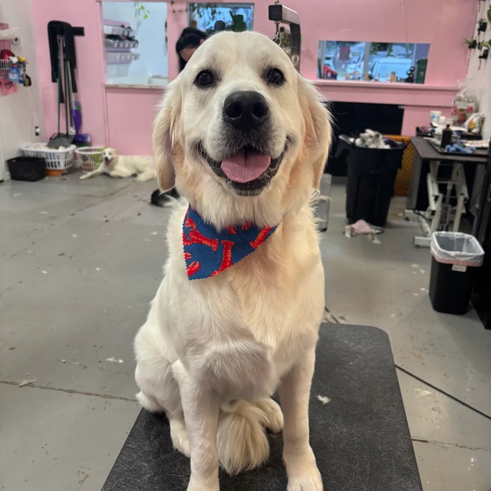 Mini-Groom in Sarasota