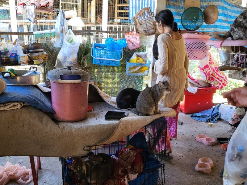 The cat enclosure at a remote animal rescue in rural Chiang Rai, Thailand, where cats and smaller dogs were kept safely away from the larger dogs. The woman who ran the rescue also slept in this open enclosure alongside the animals she cared for.