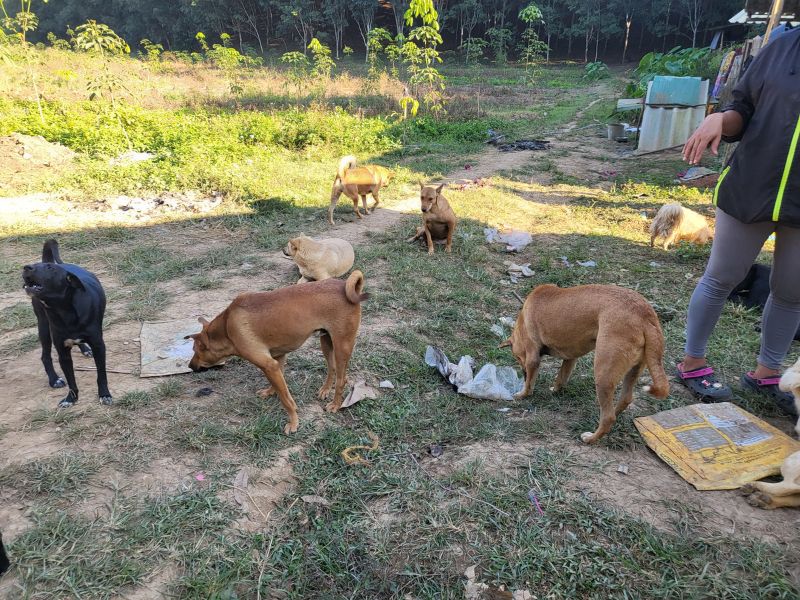 Several rescue dogs at a remote animal shelter in rural Chiang Rai, Thailand, waiting to be fed. Rice was their daily staple food, and donations helped keep the animals fed.