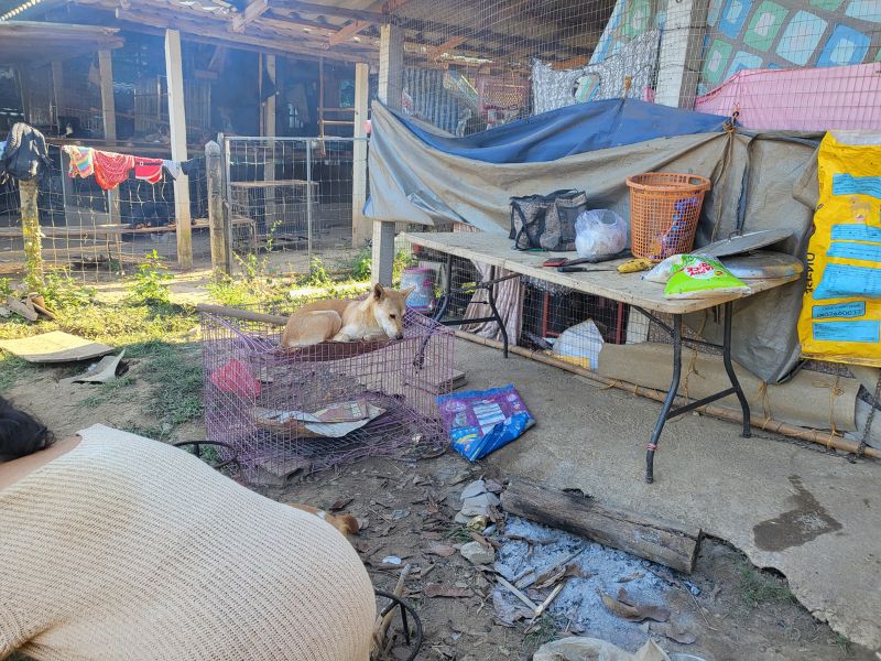 An outdoor cooking area at a remote animal rescue in rural Chiang Rai, Thailand, with the ashes of a recently used fire beside a large cooking pot. Rice was prepared here each day to help feed around 130 rescue dogs and more than 20 cats.