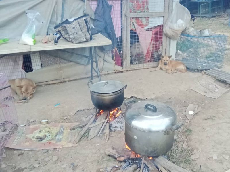 Two large pots cooking rice over open wood fires outside the animal enclosures at a remote rescue centre near Chiang Rai, Thailand. Rice was prepared daily to help feed around 130 dogs and more than 20 cats.