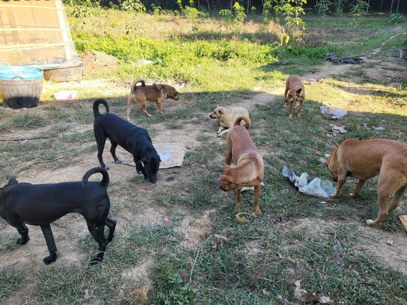 Rescue dogs wandering around the grounds of a remote animal shelter near Chiang Rai, Thailand, where around 130 dogs were cared for by one woman.