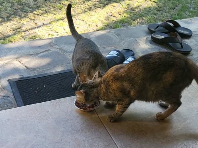 Two stray cats sharing a bowl of food outside accommodation in Bali, Indonesia. During their travels, Colleen and Paul regularly bought food for stray animals they encountered across Asia.