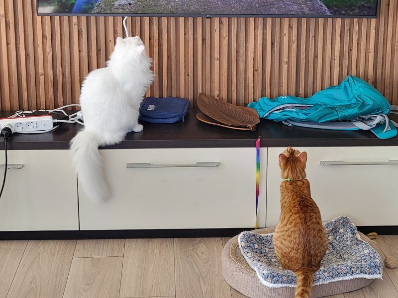 Biscuit, a ginger rescue cat, and Snowball, a fluffy white rescue cat, watching television together in an apartment in Durrës, Albania, during their 18 month journey through Europe after being rescued in Thailand.