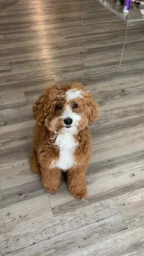 Monks Corner Full Dog Grooming