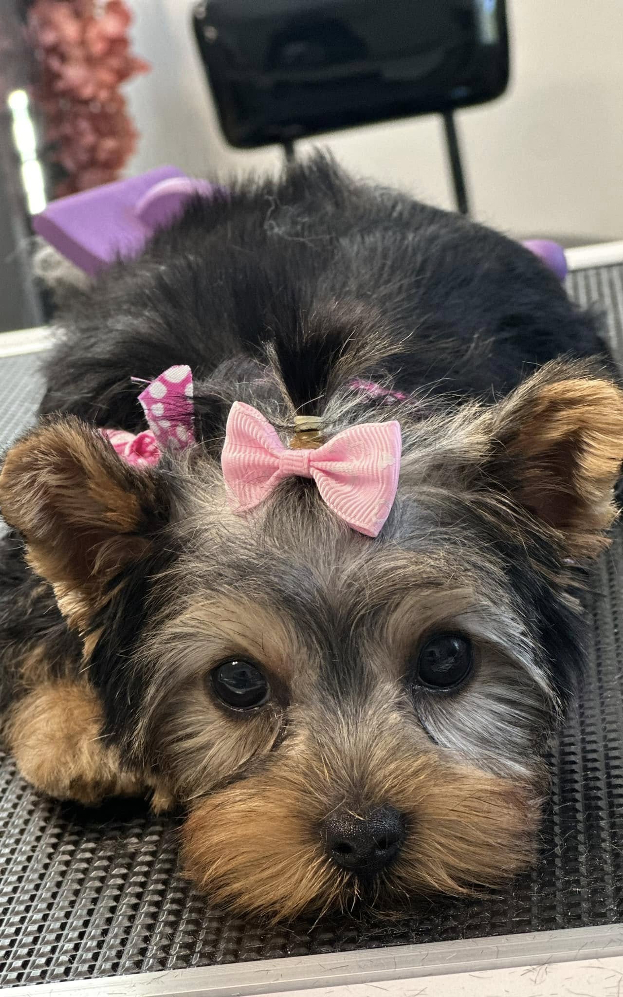 De-Matting Summerville