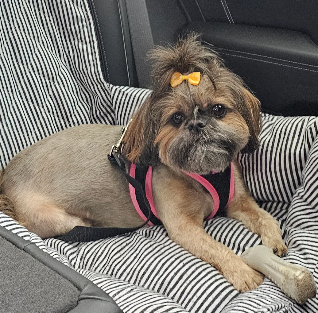 Flea Bath Summerville