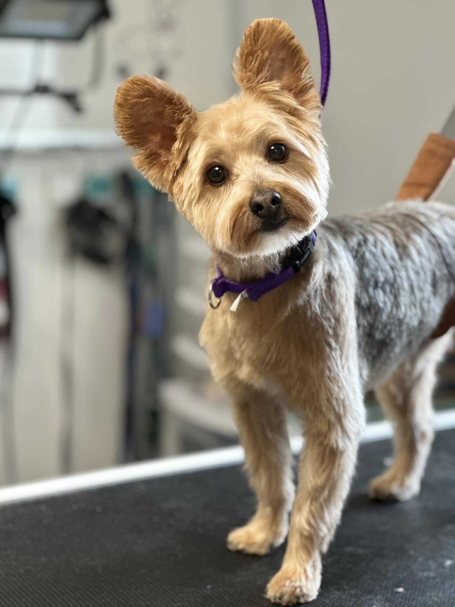 Dog Bath & Blow Dry Summerville