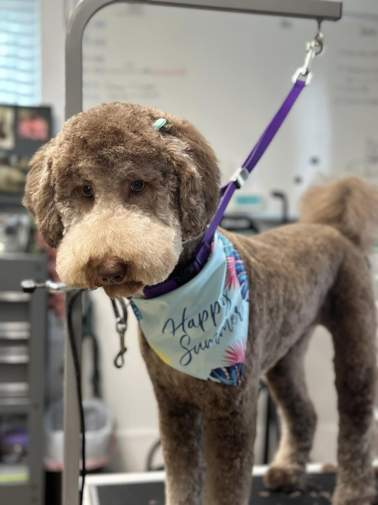 Face & Fanny Service Summerville