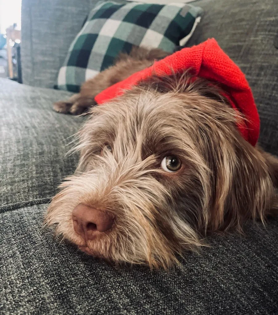 Face & Fanny Service 