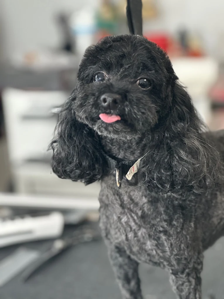 Face & Fanny Service Summerville