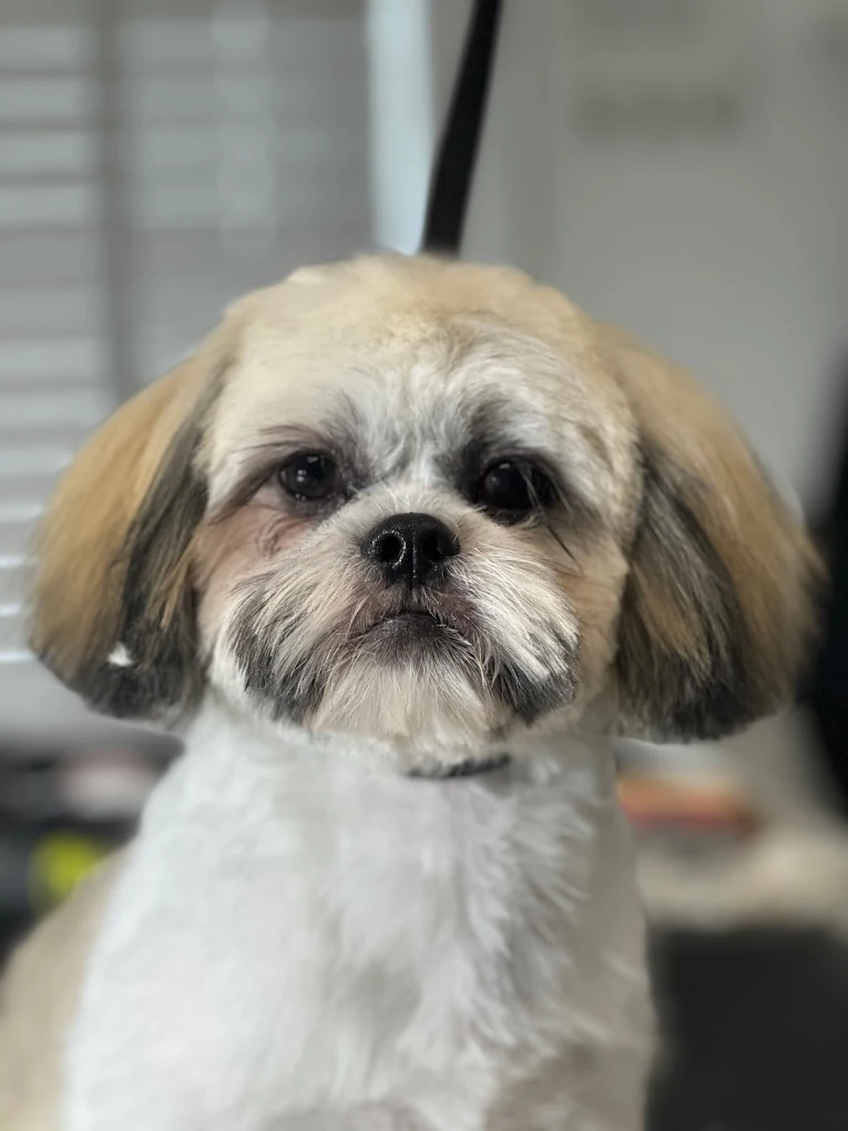 Ladson Full Dog Grooming