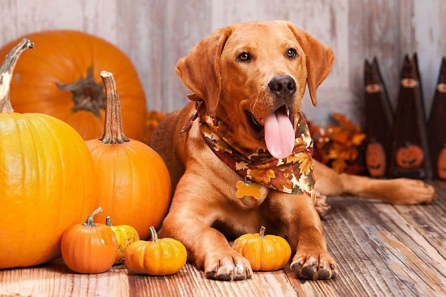 Charleston Full Dog Grooming