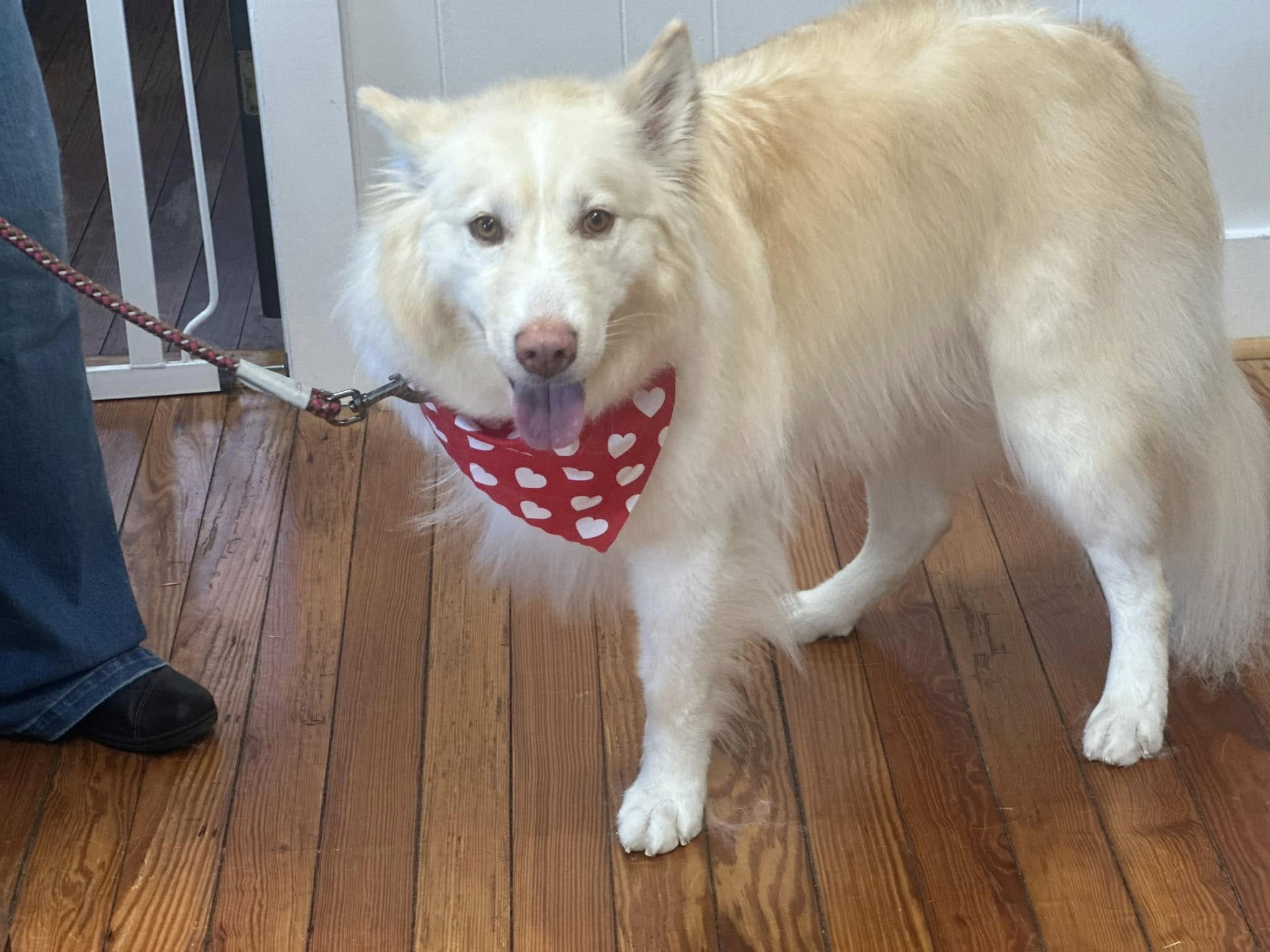 Summerville Full Dog Grooming