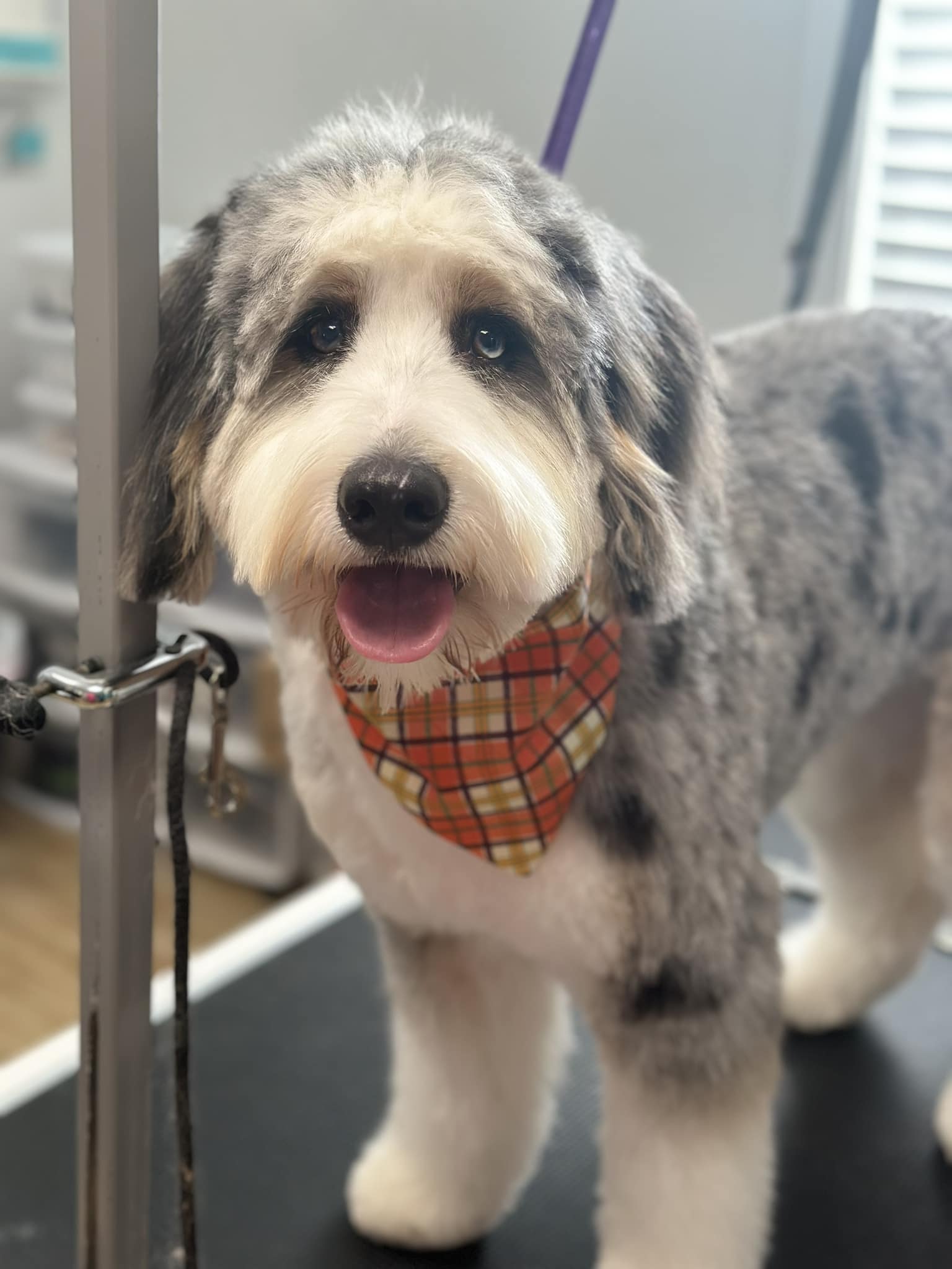 Nail Trim Summerville