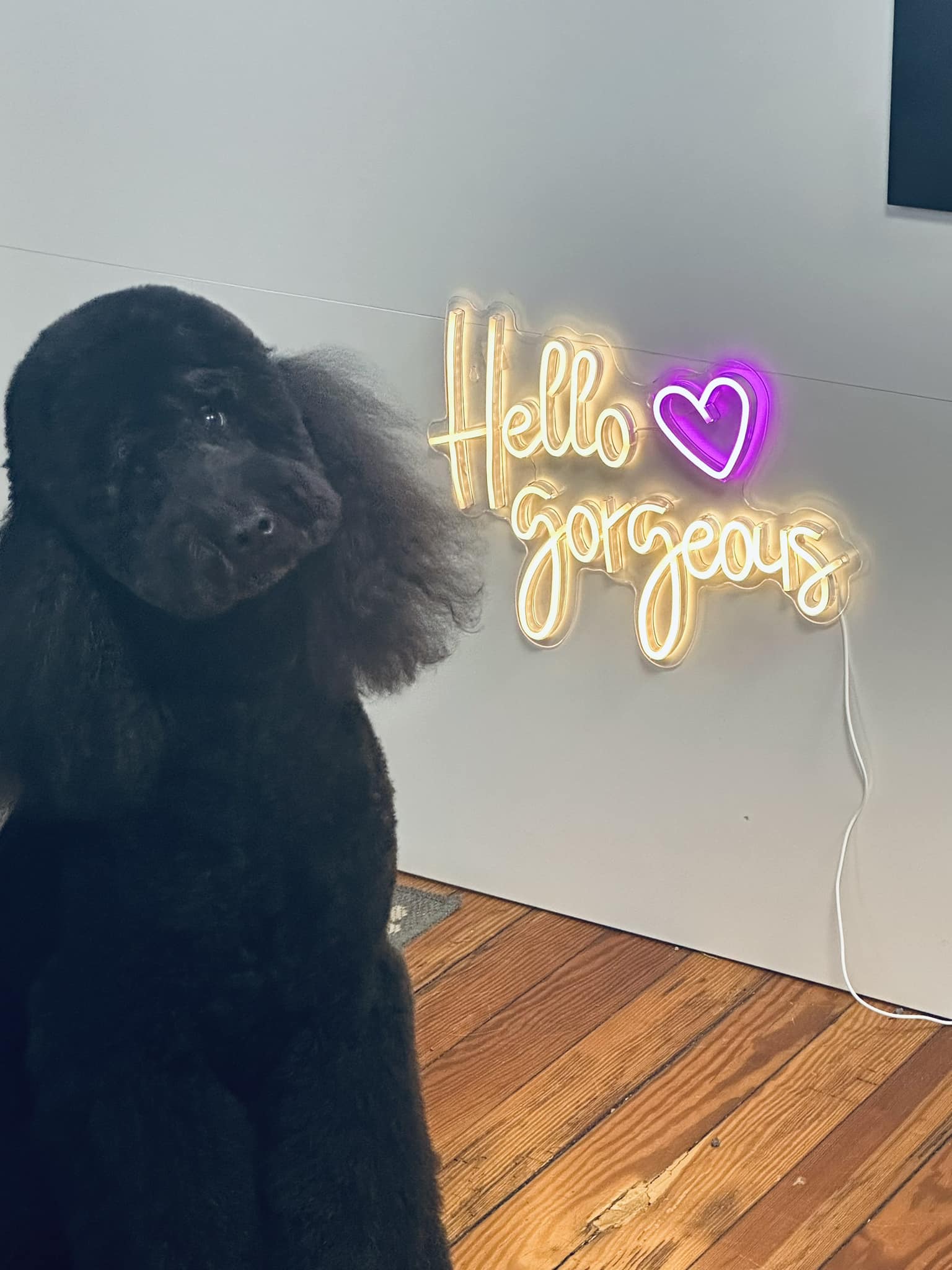 Dog Bath & Blow Dry Summerville