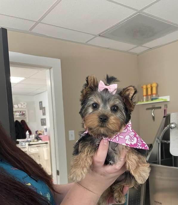 Full Dog Grooming Summerville