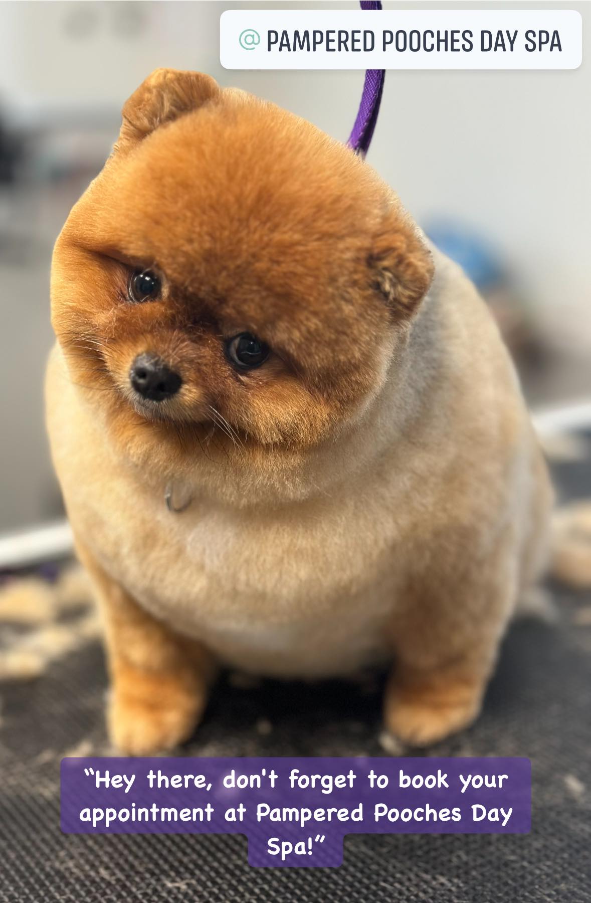 Nail Trim Summerville