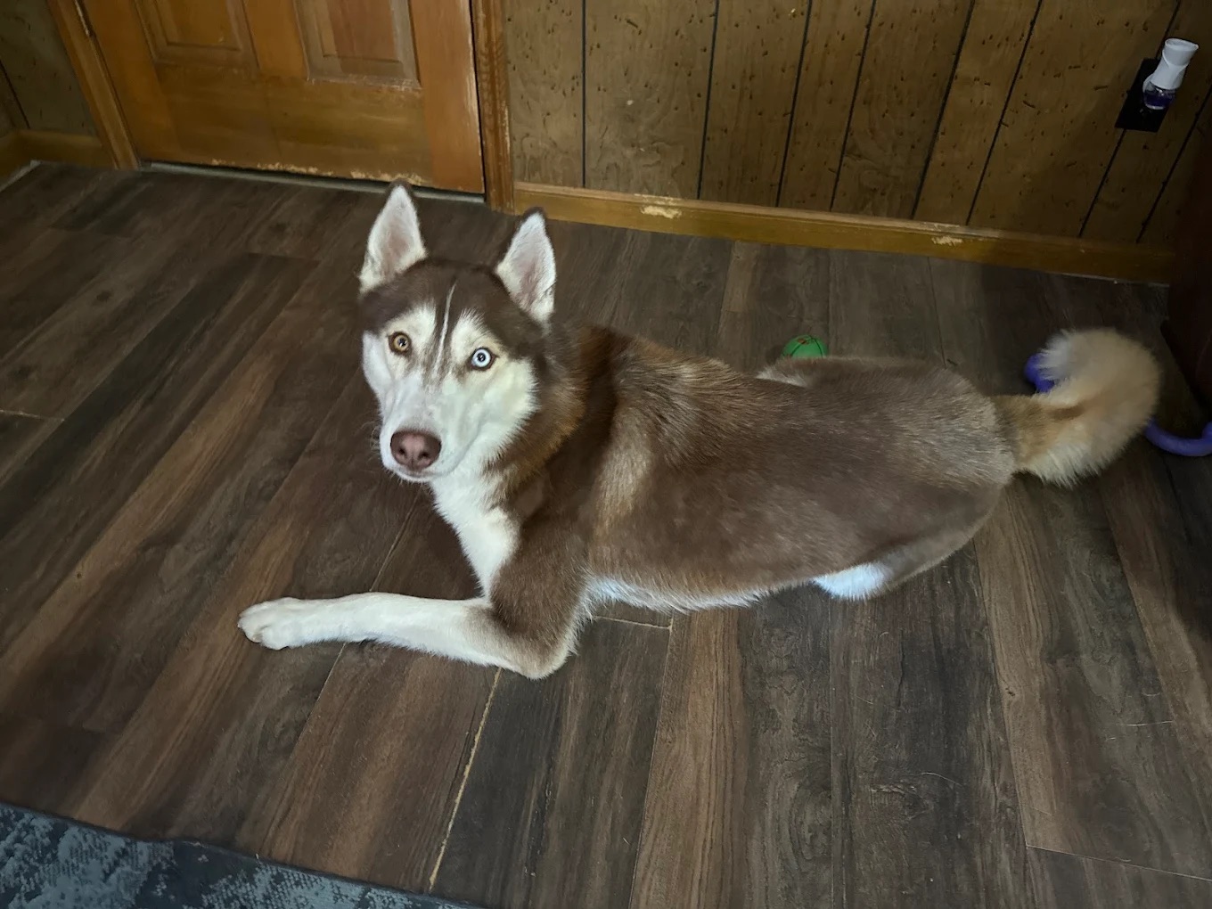 Dog Bath & Blow Dry Summerville