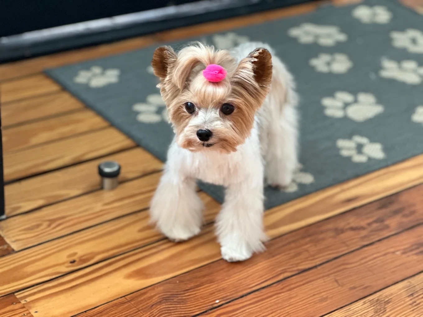 Dog Grooming Summerville