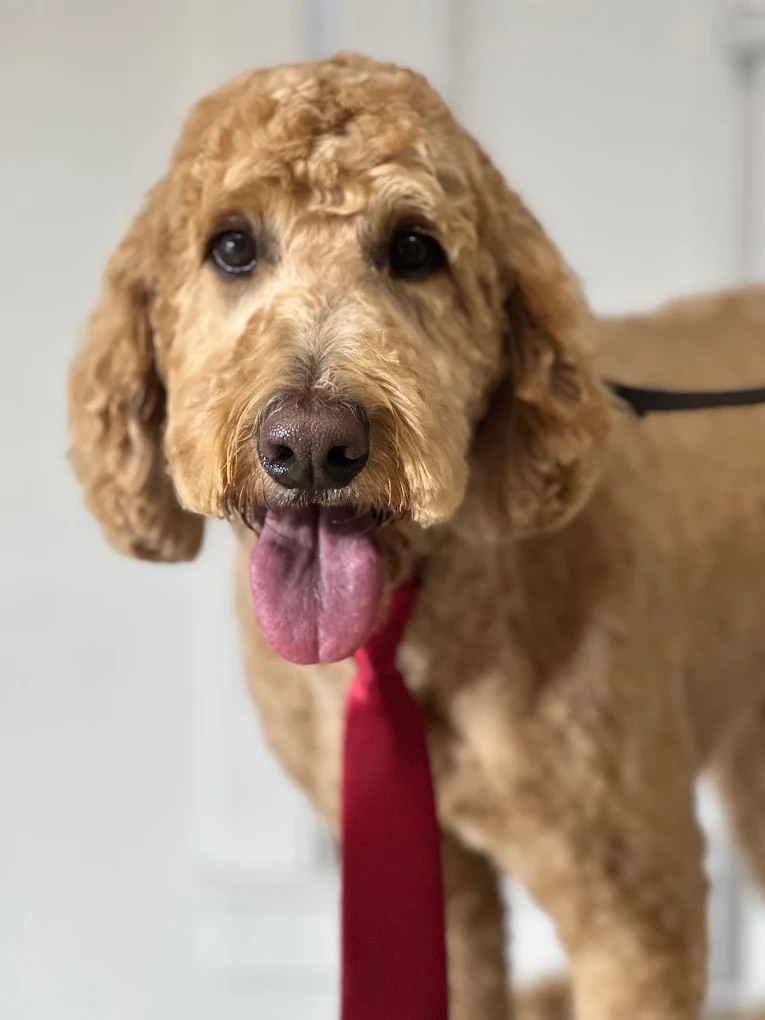 Full Dog Grooming Summerville