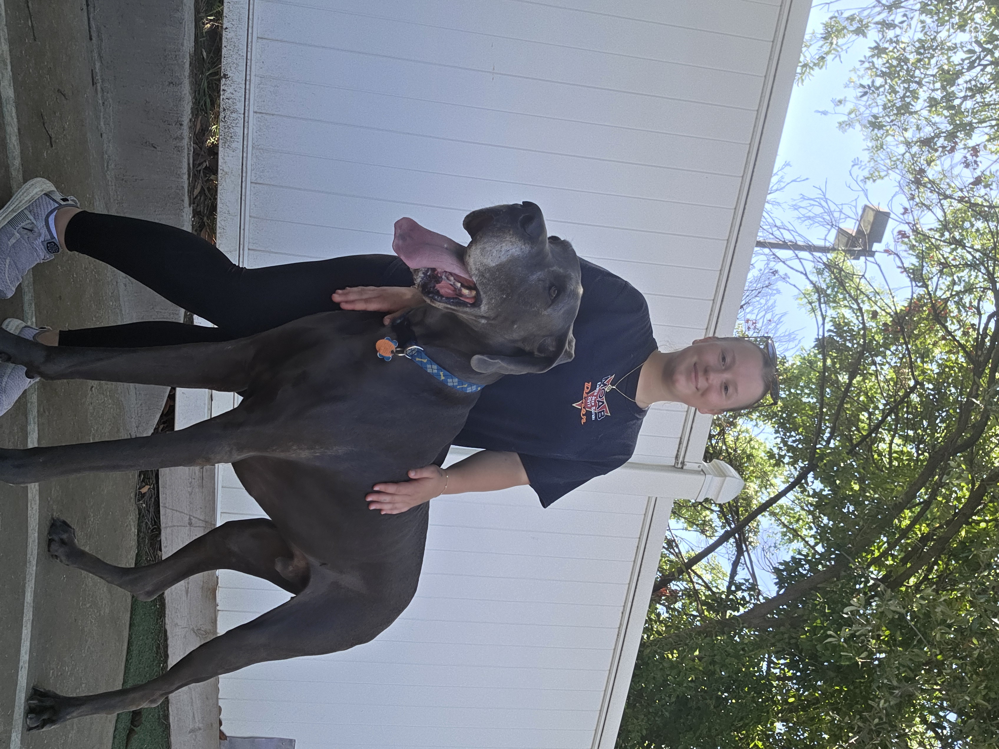 Experienced Boarding Bungalow staff caring for a dog