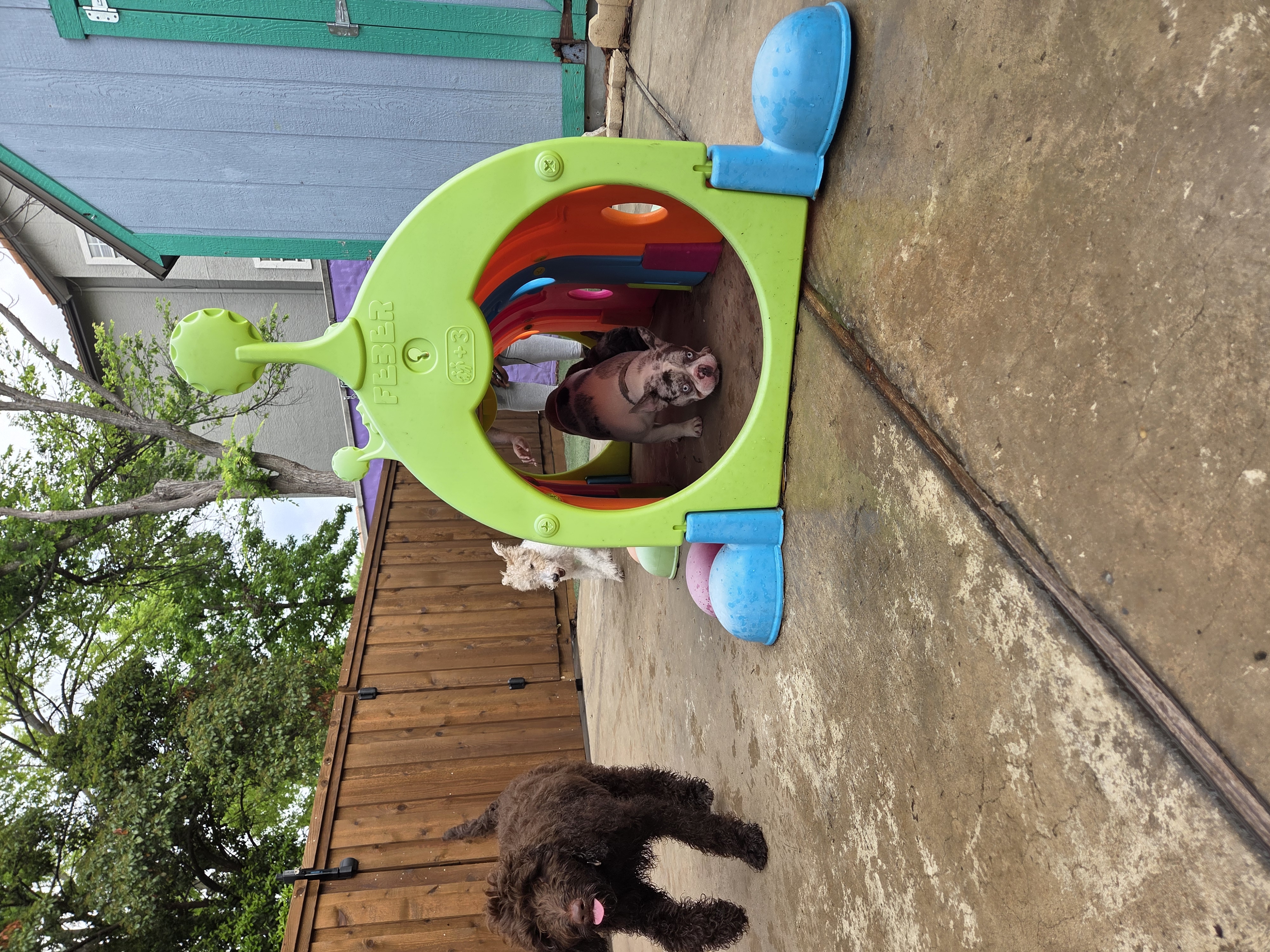 A small, supervised group of dogs at Boarding Bungalow