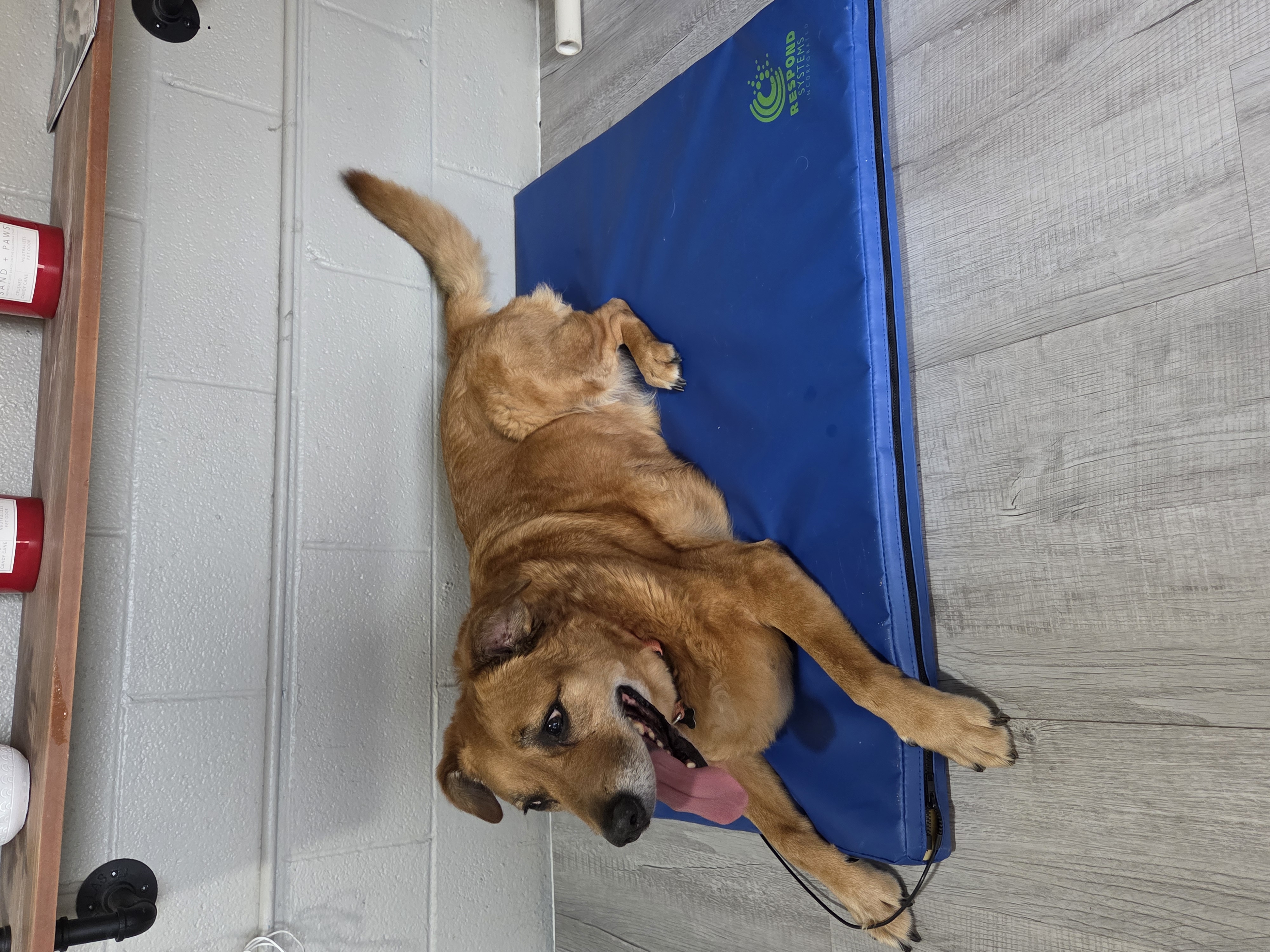 A dog resting in a private suite at Boarding Bungalow