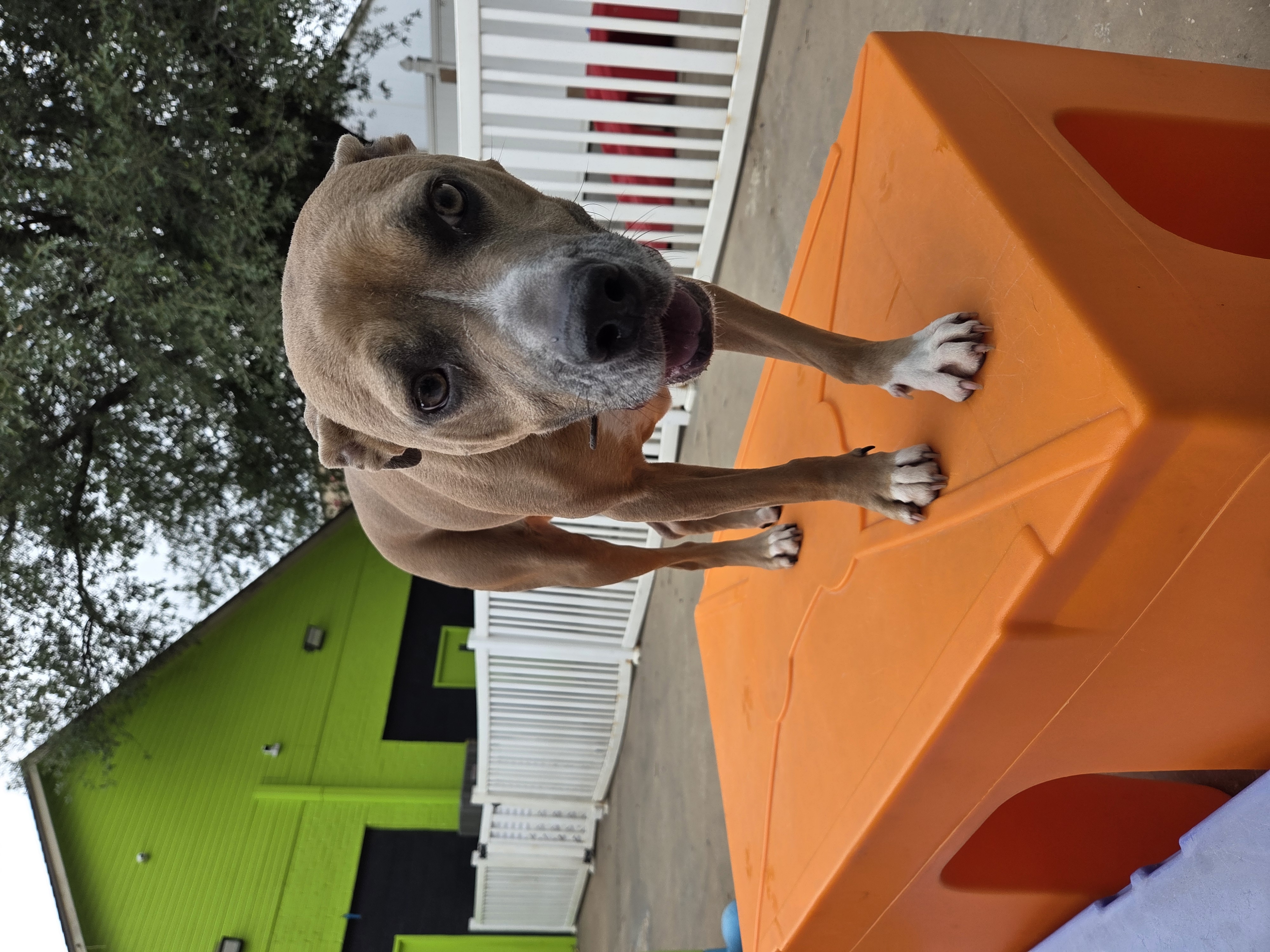 Dogs enjoying structured activity outdoors at Boarding Bungalow