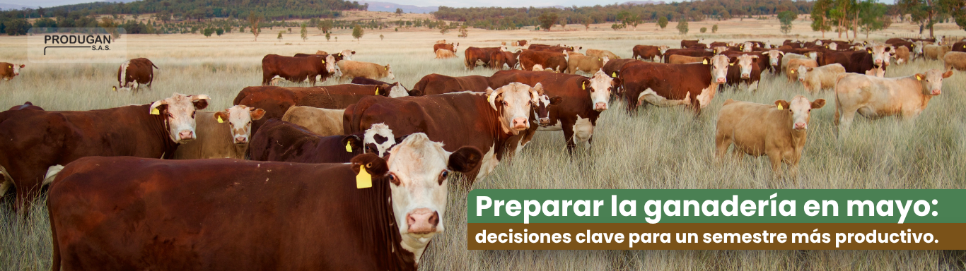 Vacas en pasto en el campo colombiano en mayo para mejorar la productividad ganadera