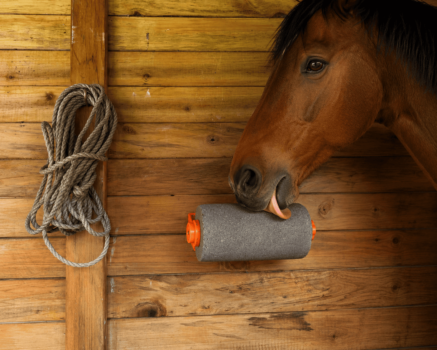 Caballo mordiendo la madera de la pesebrera por estrés y aburrimiento