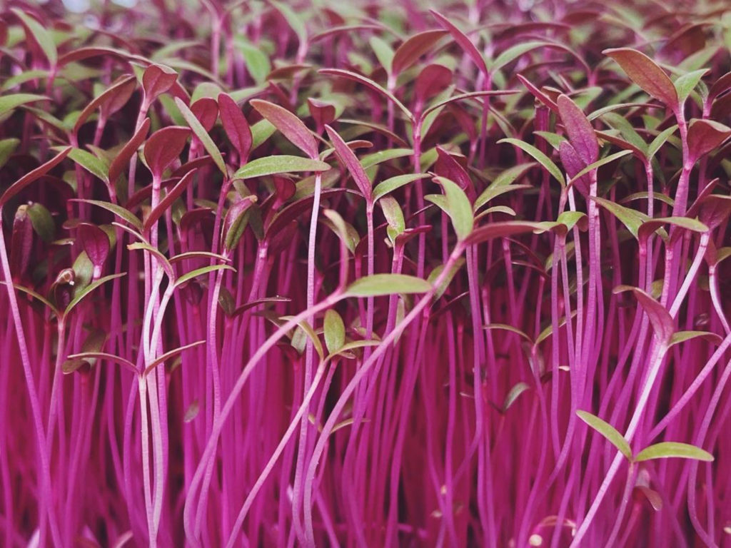 Red Amaranth microgreens, chef-grade, fresh-cut