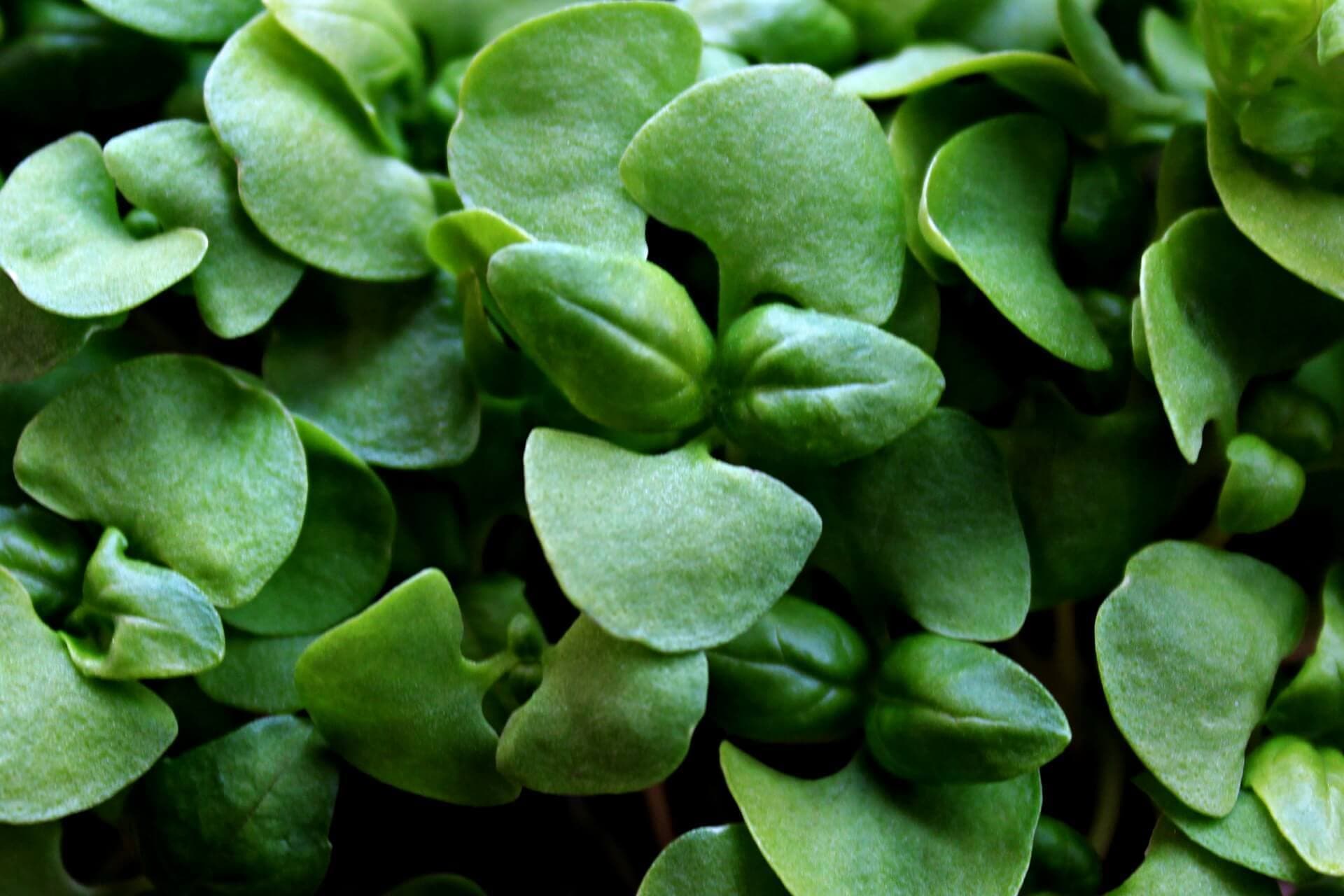 Sweet Basil microgreens, chef-grade, fresh-cut