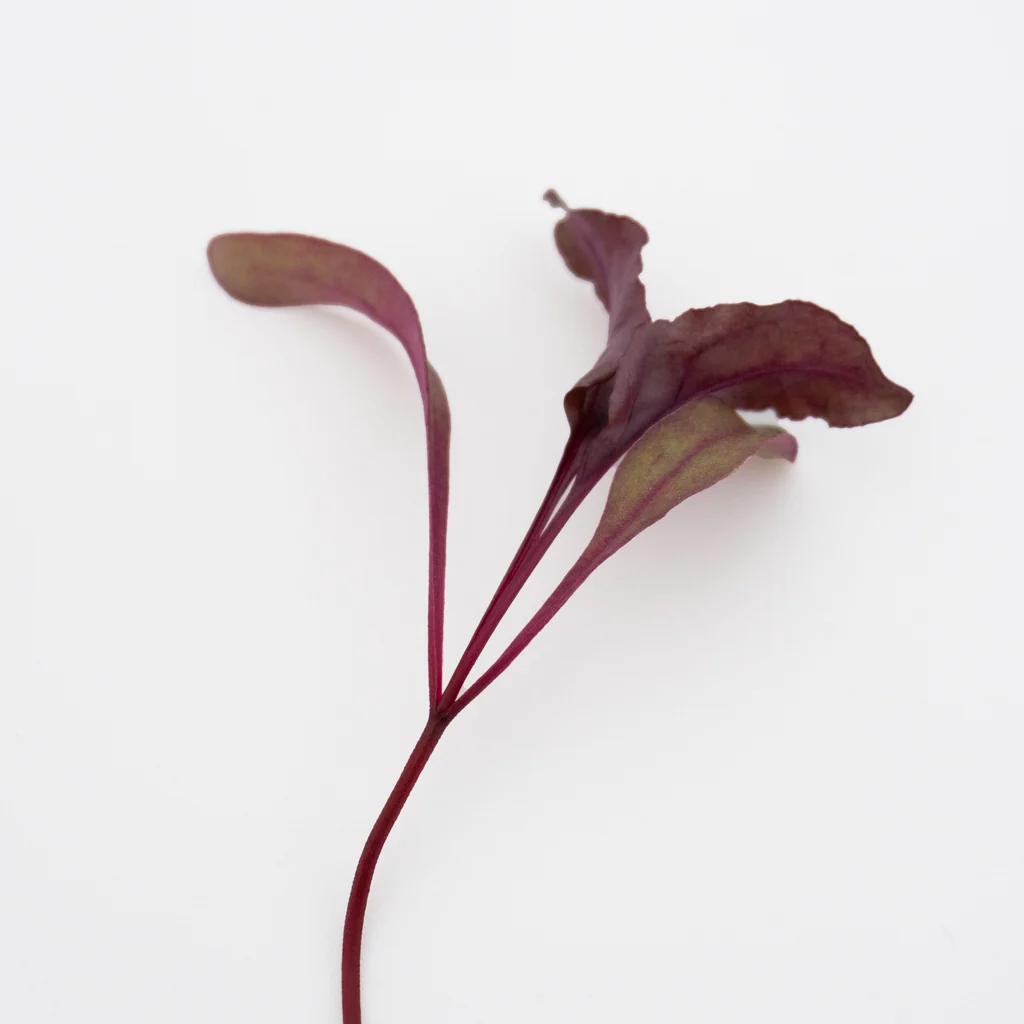 Bull's Blood Beet microgreens, chef-grade, fresh-cut