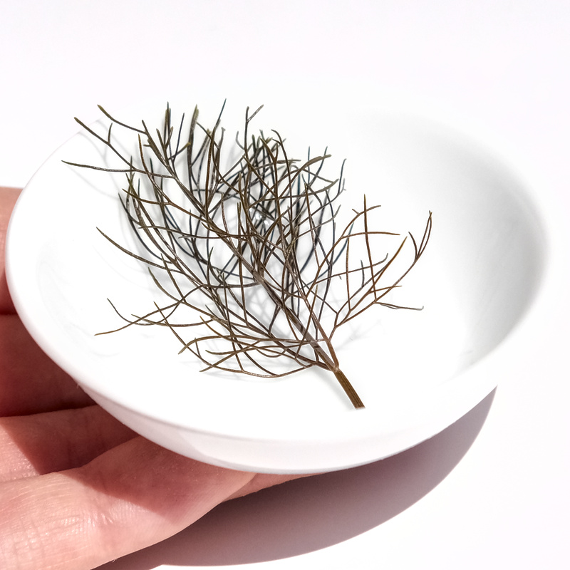 Bronze Fennel microgreens, chef-grade, fresh-cut