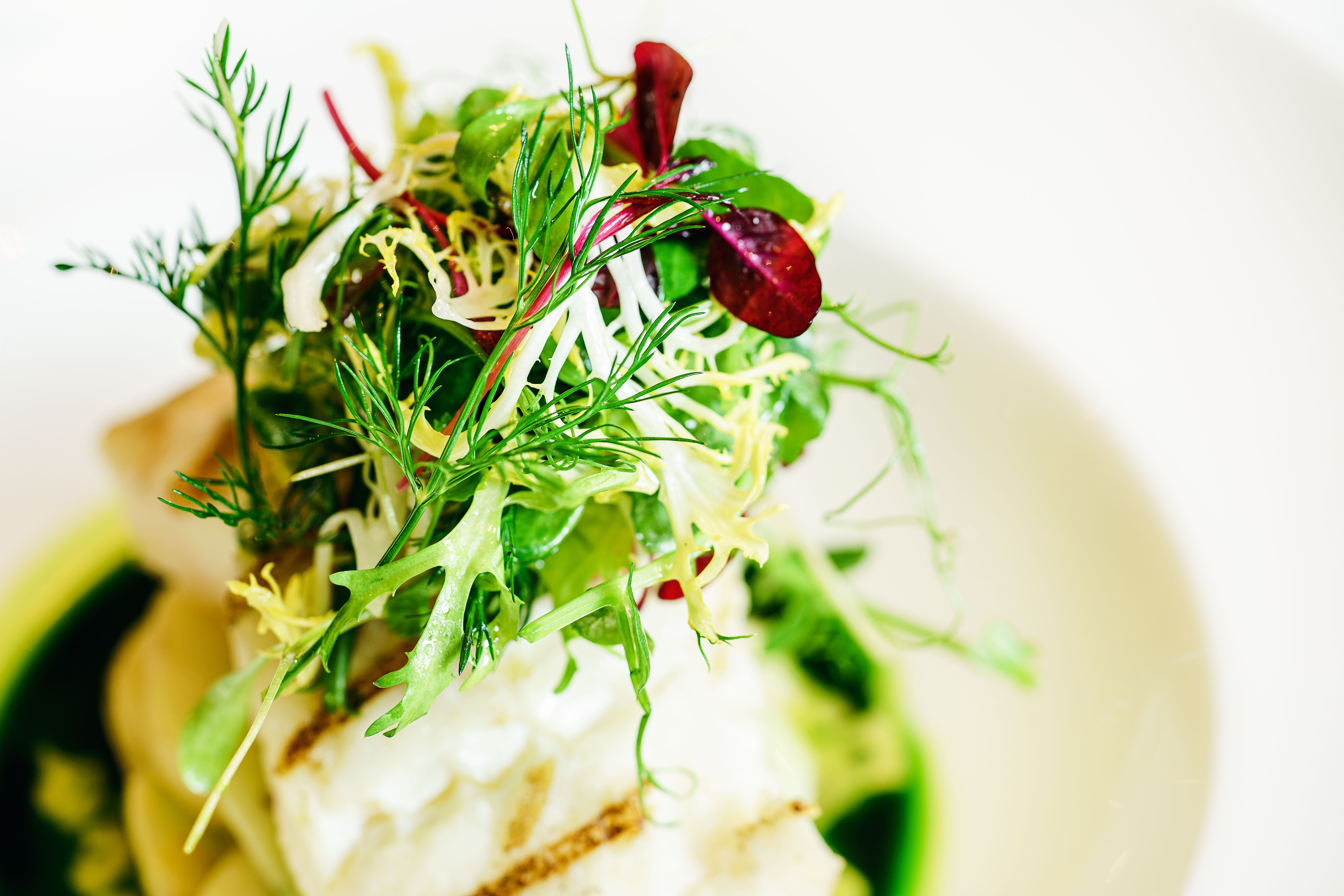 Green Fennel microgreens, chef-grade, fresh-cut
