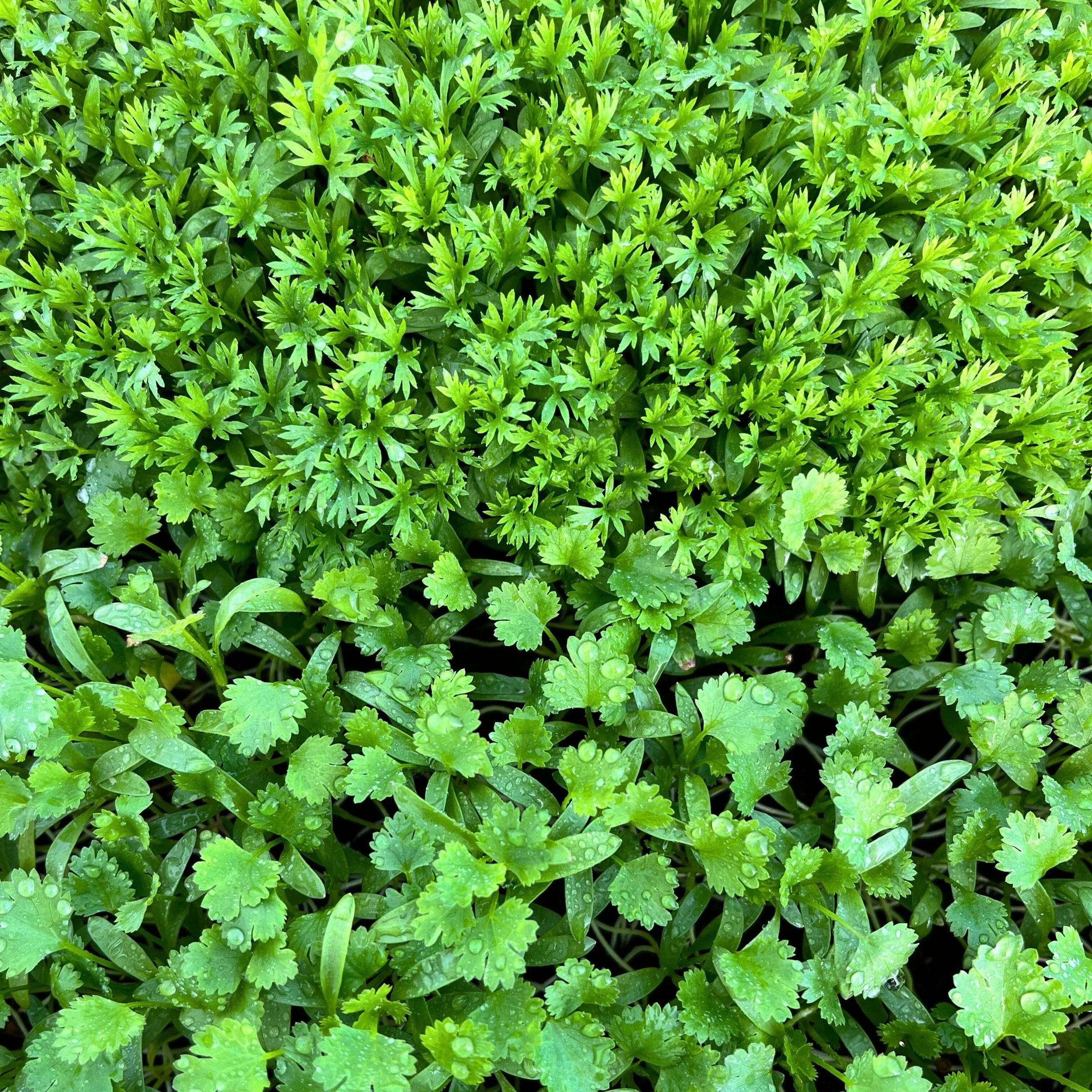 Confetti Cilantro and standard-leaf Cilantro microgreens, chef-grade, fresh-cut